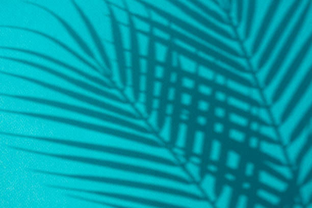 istock Plant silhouette reflected on the wall 1324697670