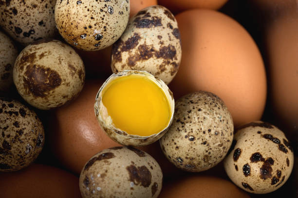 primer plano de huevos de gallina y codorniz. - huevo de codorniz fotografías e imágenes de stock