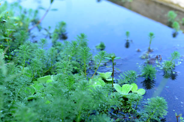 la planta myriophyllum aquaticum está en un río con flujo de agua clara - myriophyllum aquaticum fotografías e imágenes de stock