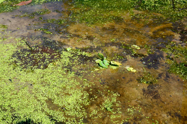 la planta myriophyllum aquaticum está en un río con flujo de agua clara - myriophyllum aquaticum fotografías e imágenes de stock