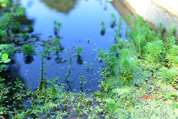 la planta myriophyllum aquaticum está en un río con flujo de agua clara - myriophyllum aquaticum fotografías e imágenes de stock