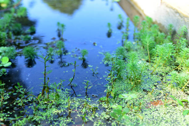 myriophyllum водный завод находится в реке с ясным потоком воды - myriophyllum aquaticum стоковые фото и изображен�ия