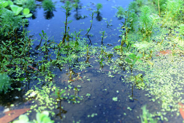 Myriophyllum aquaticum plant is in a river with clear water flow Myriophyllum aquaticum plant is in a river with clear water flow, real zise myriophyllum aquaticum stock pictures, royalty-free photos & images