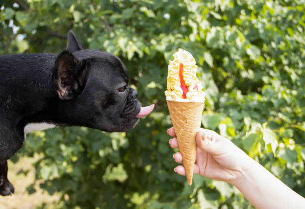 istock dog eating ice cream in nature 1324698933
