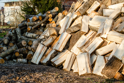 Preparation of firewood for the winter. Stacks of firewood in the forest. Pile of firewood. Firewood background,