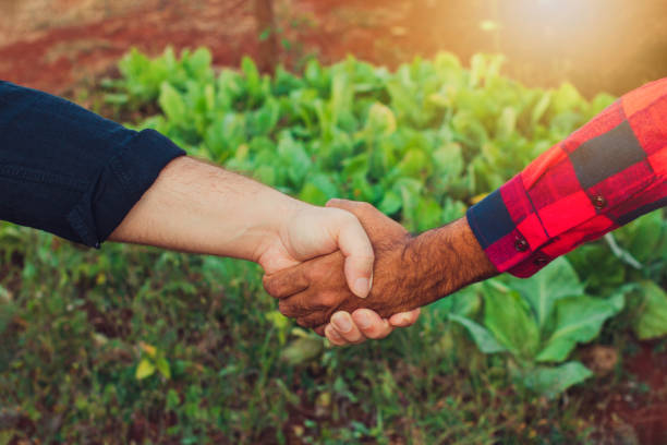 istock Handshake between farmer and customer, vegetable garden on blurred sunset background. Space for text. 1324699176