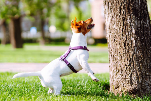 jack russell terrier jogando em grama verde fresca no dia ensolarado. - tick dog flea pets - fotografias e filmes do acervo