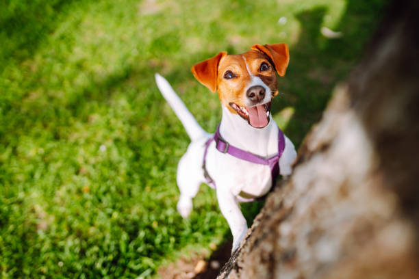 jack russell terrier che gioca in erba verde fresca nella giornata di sole. - tick dog flea pets foto e immagini stock