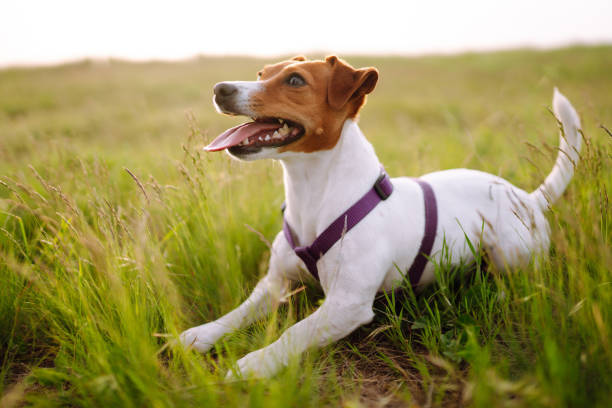 jack russell terrier jugando en hierba verde fresca en el día soleado. - terrier jack russell fotografías e imágenes de stock