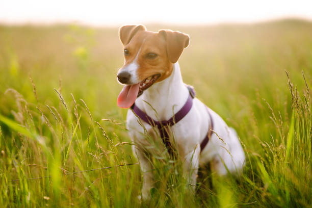 jack russell terrier jogando em grama verde fresca no dia ensolarado. - tick dog flea pets - fotografias e filmes do acervo