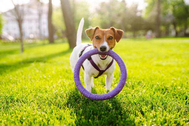 istock Jack russell terrier playing in fresh green grass on sunny day. 1324699271