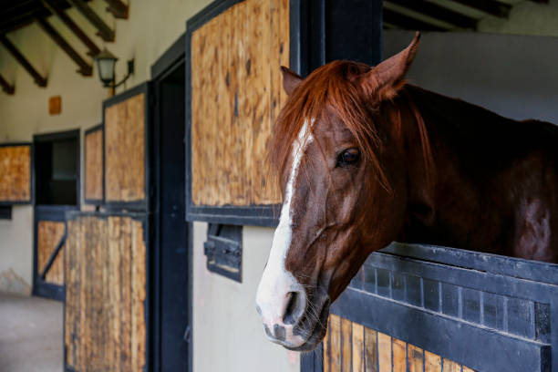 scene from countryside stall. - horse stall stable horse barn imagens e fotografias de stock