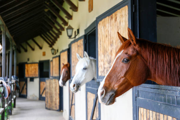 scene from countryside stall. - horse stall stable horse barn imagens e fotografias de stock