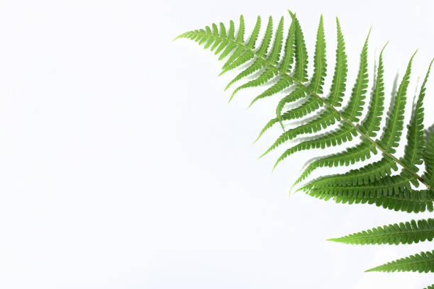 istock Tropical green fern leaf isolated on white background with hard shadow. Flat lay. Top view. Minimal summer concept with fern leaves. Copy space 1324699435