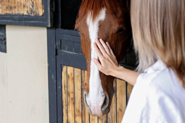 escena del puesto de campo. - horse stall stable horse barn fotografías e imágenes de stock