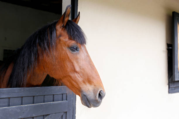 scene from countryside stall. - horse stall stable horse barn imagens e fotografias de stock