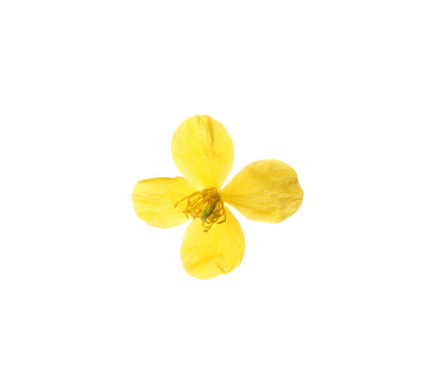 istock Beautiful yellow celandine flower isolated on white 1324700259