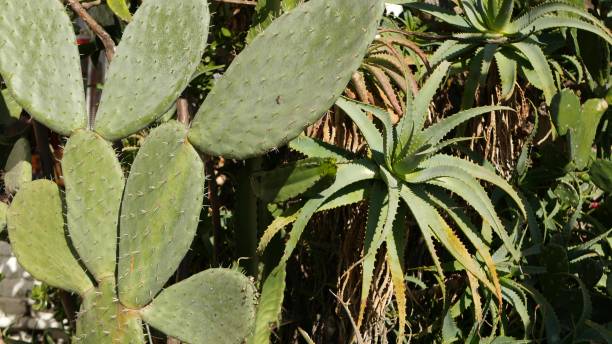 カリフォルニア州サボテン多肉植物砂漠の植物、乾燥した気候自然の花、植物のクローズアップ背景。緑の装飾的な珍しい観葉植物。アメリカのガーデニングは、アロエとアガベで育つ - desert flower california cactus ストックフォトと画像