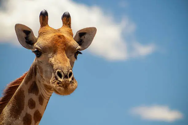 Photo of Wild african life. A large common South African giraffe on the summer blue sky. Namibia