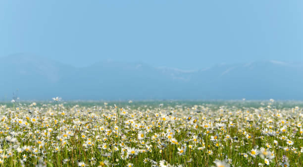 istock The field of daisies on a Sunny day 1324700943