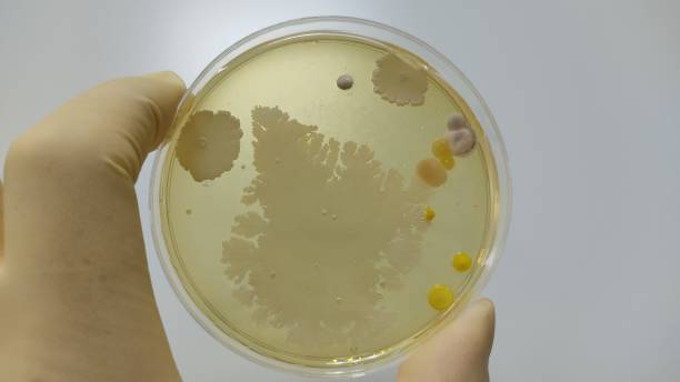 istock Quality control microorganism test mold culture result 1324700983