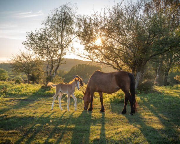 istock Sunset foal, The New Forest 1324703687