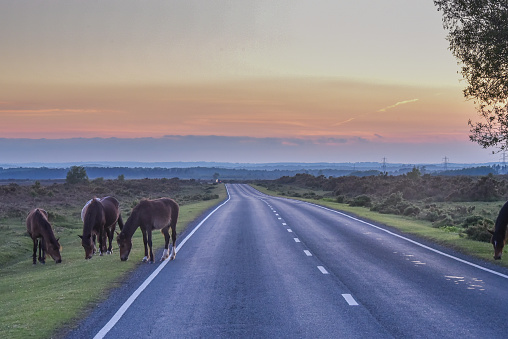 Sunset highway, The New Forest