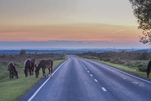 Sunset highway, The New Forest Sunset highway, The New Forest new forest photos stock pictures, royalty-free photos & images