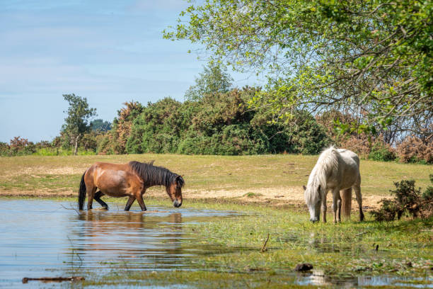 istock Ponies in water, The New Forest 1324703750