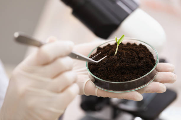 naukowiec biorąc zieloną ro�ślinę z ziemi z szalki petriego z pincetą w zbliżeniu laboratoryjnym - nature scientist petri dish science zdjęcia i obrazy z banku zdjęć