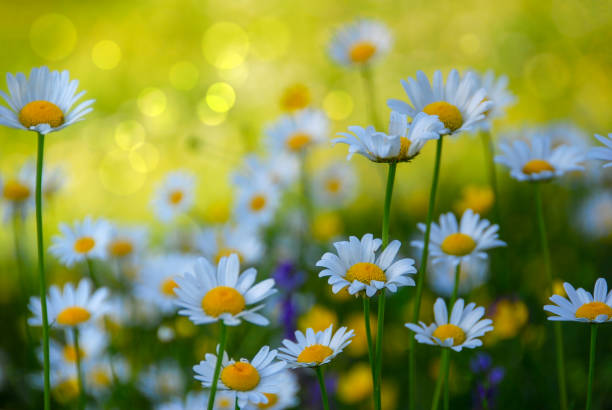 istock Summer blooming daisies, chamomile on meadow 1324704180