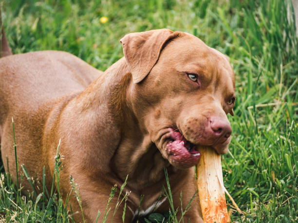 lovable, hübsche welpen von schokolade farbe. nahaufnahme - pointer stick stock-fotos und bilder