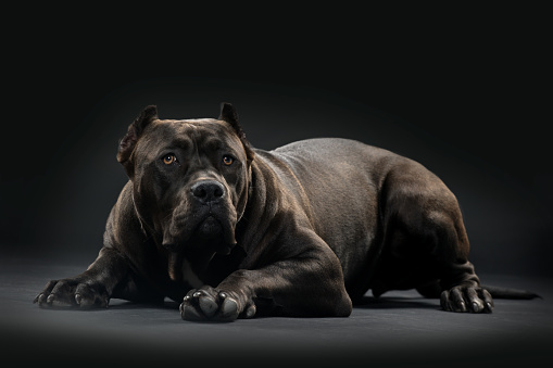 Great Dane dog  lying down looking at camera on white studio background isolated  copy space