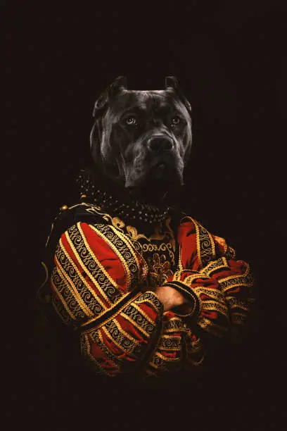 Portrait of pedigree pure breed dog as royalty