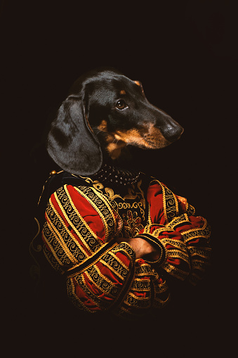 Portrait of pedigree pure breed dog as royalty