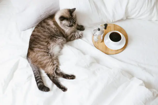 Cozy bedroom details: cute sleepy cat near cup of hot fresh coffee and coffeemaker on wooden tray in bed with white cotton linen.