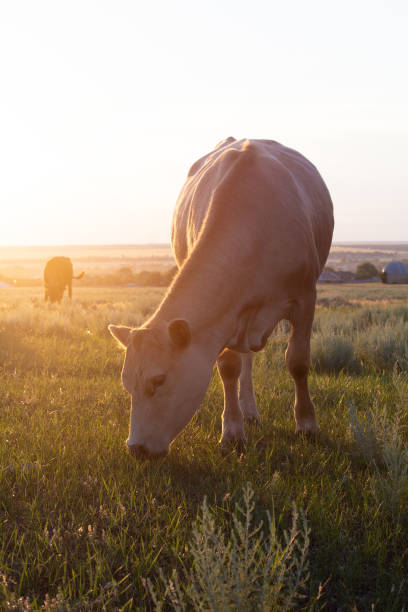 istock Cow and Calf eat grass at sunset and reflect with river behind as silhouette 1324706631