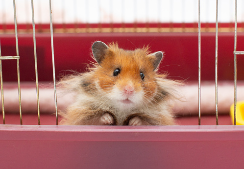 Golden hamster on grey fur blanket looking curious