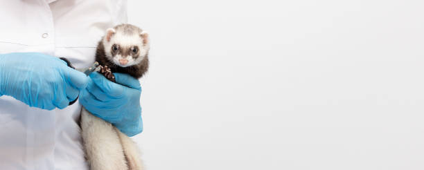 istock Vet examines a patient ferret isolated banner with copy space 1324706935