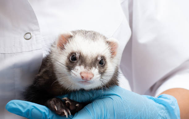 istock Vet examines a patient ferret isolated banner with copy space 1324706936
