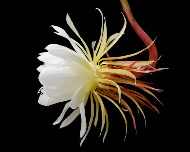 Front view of a Short lived, White colored Night-blooming cereus, Princess of the Night flower. These are large flowers and bloom only once a year, for a single night.