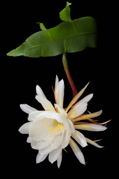 Short lived, White colored Night-blooming cereus, Princess of the Night flower. These are large flowers and bloom only once a year, for a single night.