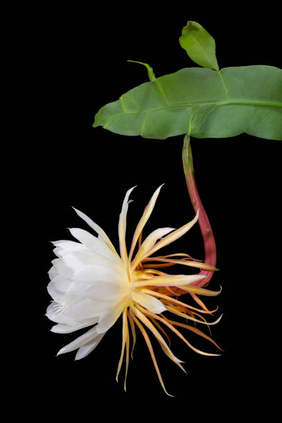 night-blooming cereus, princess of the night flower Side view of a Short lived, White colored Night-blooming cereus, Princess of the Night flower. These are large flowers and bloom only once a year, for a single night. night blooming cereus stock pictures, royalty-free photos & images