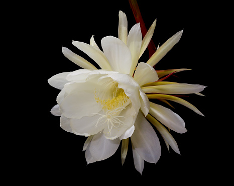 Front view of a Short lived, White colored Night-blooming cereus, Princess of the Night flower. These are large flowers and bloom only once a year, for a single night.