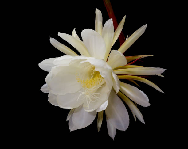 White colored Night-blooming cereus, Princess of the Night flower Front view of a Short lived, White colored Night-blooming cereus, Princess of the Night flower. These are large flowers and bloom only once a year, for a single night. night blooming cereus stock pictures, royalty-free photos & images