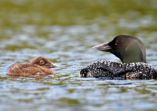 istock Mother Loon & her baby 1324708774