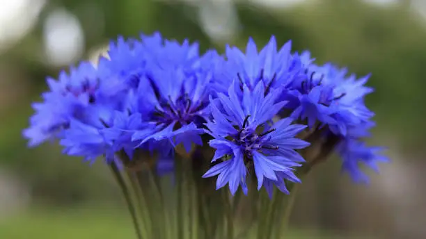 Bouquet of bright blue flowers.Blue flowers, summer field plants.Green blurred background. Beautiful flower.Background full of blue cornflowers with copy space.Closeup cornflowers, cornflower texture