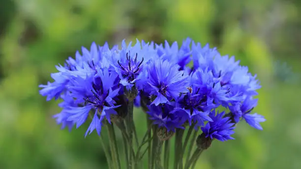 Bouquet of bright blue flowers.Blue flowers, summer field plants.Green blurred background. Beautiful flower.Background full of blue cornflowers with copy space.Closeup cornflowers, cornflower texture