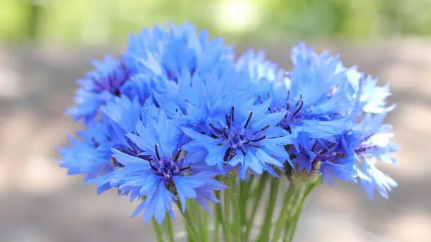 Bouquet of bright blue flowers.Blue flowers, summer field plants.Green blurred background. Beautiful flower.Background full of blue cornflowers with copy space.Closeup cornflowers, cornflower texture