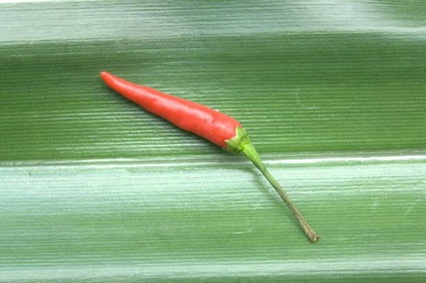 One bright red chilli is placed on top of a green leaf.